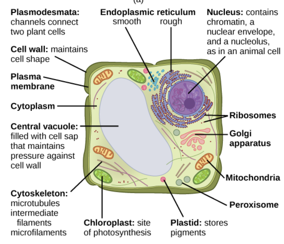 Plant Cell